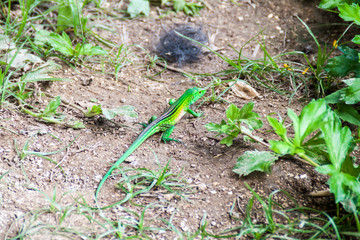 Lizard on a plantation in Suriname