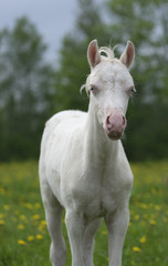 Obraz na płótnie Canvas Portrait of a mini-horse foal 