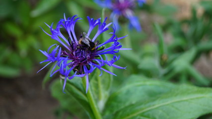 Eine blaue Blume im Garten, mit einer Hummel