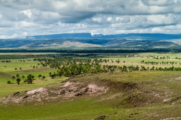 Naklejka premium Landscape of Gran Sabana region in National Park Canaima, Venezuela. Tepuis (table mountains) in the background.