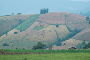 Fototapeta premium Rice terrace field in countryside at Banpabongpieng, Thailand.