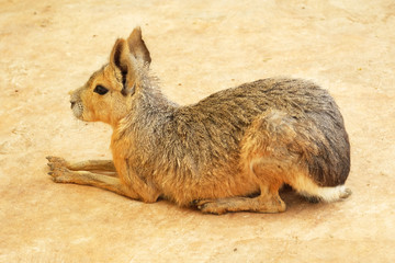 Fototapeta premium Patagonian Mara