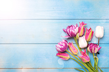 Spring  background. Variety of bright pink  spring tulips flowers  on blue wooden background.