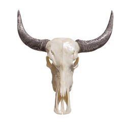 horned animal skull