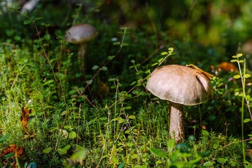 edible mushrooms in the woods in Finland