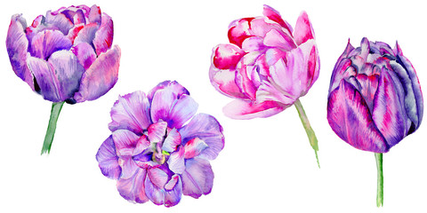 Wildflower tulip flower in a watercolor style isolated.