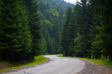 mountain road through the forest