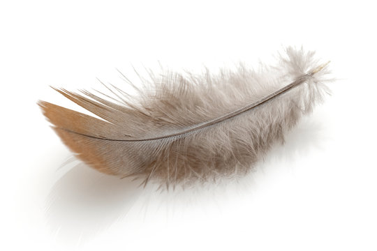 Fototapeta Feather