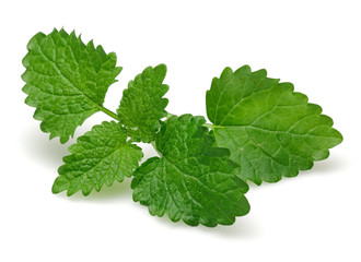 Melissa, lemon balm