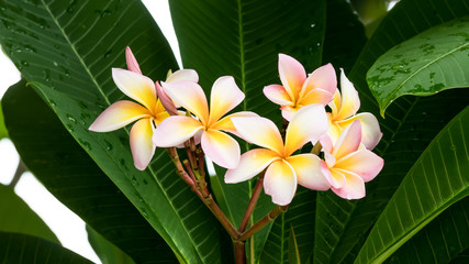 Fototapeta premium Plumeria flowers on tree