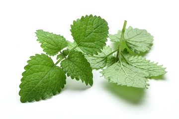 Melissa, lemon balm