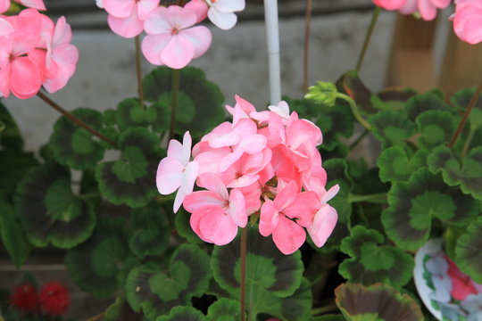 ピンク色のゼラニウム