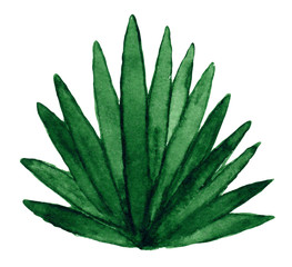 Palm leaves on a white background in watercolor