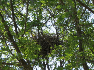 Nido di gazza © Massimo