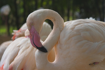 Close up flamingo,Beautiful bird