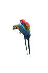 Bird, Blue and Gold Macaw, Red-and-green Macaw isolated on white background