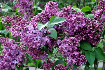 "Doch (Daughter) Tamara" Lilac (Syringa)