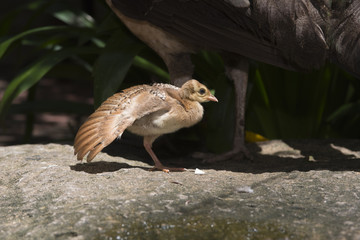 Little peacock