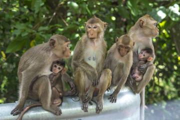 Wild monkeys family