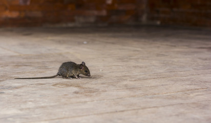 alerted house rat on the wooden floor with copy space © Rikesh Attadip