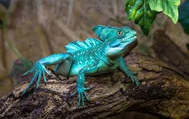 Fototapeta premium Basiliscus basiliscus sits on a log of wood with leaves