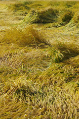 風で倒れた小麦畑