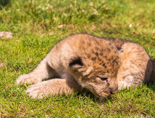 Four very small lion cubs are tired © askaternoy
