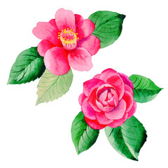 Wildflower Camellia Japanese flower in a watercolor style isolated.