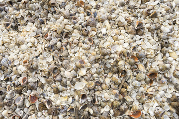 Landscape with sea view, waves and sea shells, clouds, photographed in Gura Portiţei, Romania, in cloudy spring day