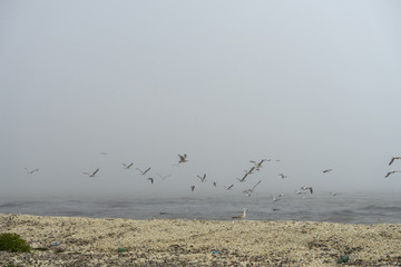 Landscape with sea view, waves and sea shells, clouds, photographed in Gura Portiţei, Romania, in cloudy spring day