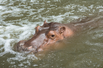 Hippopotamus