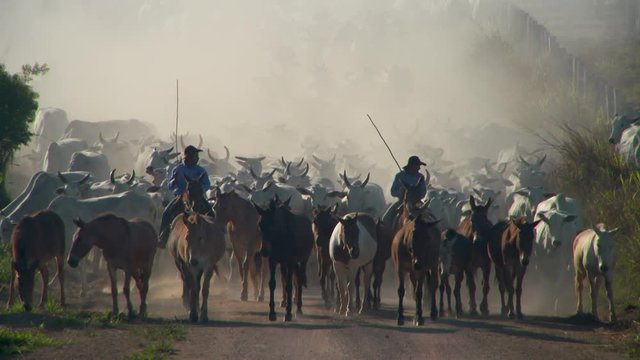 Rinderherde
