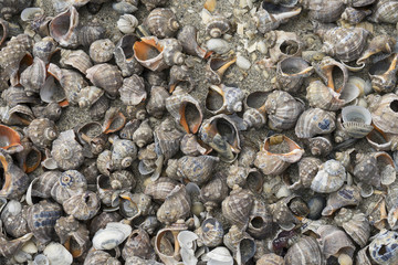 Landscape with sea view, waves and sea shells, clouds, photographed in Gura Portiţei, Romania, in cloudy spring day