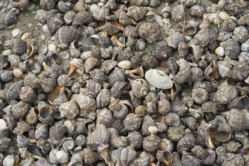 Landscape with sea view, waves and sea shells, clouds, photographed in Gura Portiţei, Romania, in cloudy spring day