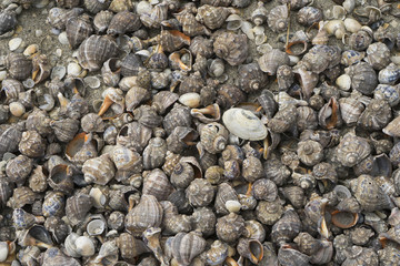 Landscape with sea view, waves and sea shells, clouds, photographed in Gura Portiţei, Romania, in cloudy spring day