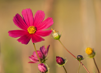 cosmos close