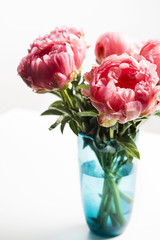 Pink peonies in blue vase on white background