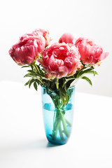 Pink peonies in blue vase on white background