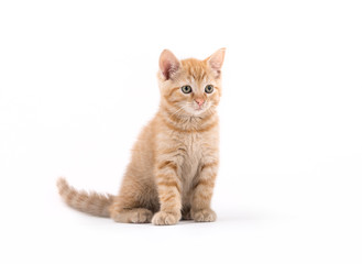 Small kitten posing