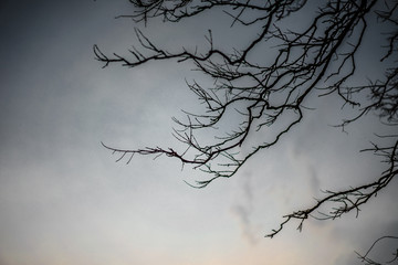 Black wood tree in the sky in bright days