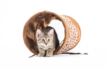 Small kitten with tunnel