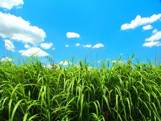 初夏の荻と青空