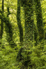 Fototapeta premium Green forest