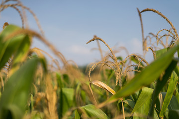 Fototapeta premium Corn field on a clear day.