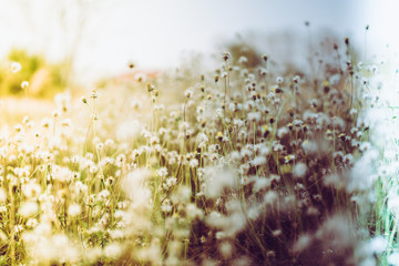 Grass field in bright sunshine in the morning.