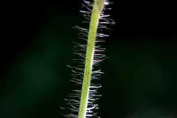 Orangerotes Habichtskraut (Hieracium aurantiacum): behaarter Stengel als Makroaufnahme vor dunklem Hintergrund