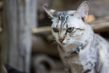 Cute little cats are relaxing in the evening.