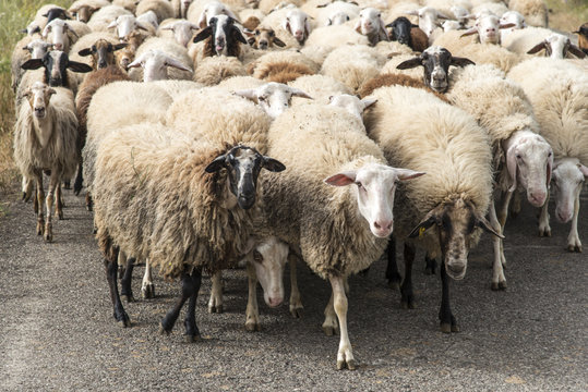 Sheeps herd