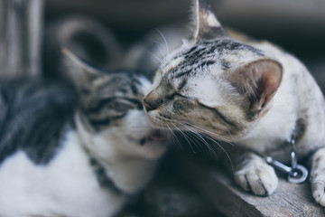 Cute little cats are relaxing in the evening.