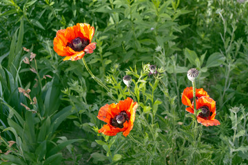 Colorful bright poppy flowers
